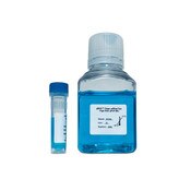 qMAX™ Green qPCR mix